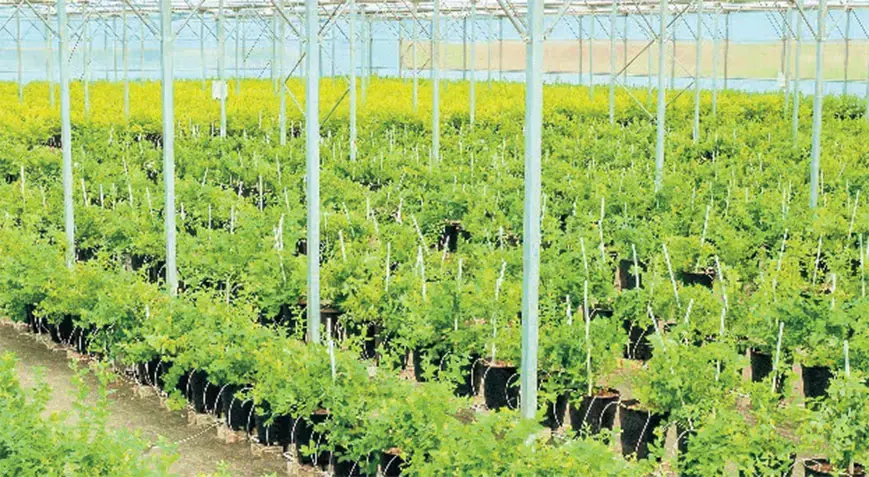 Yaban mersininde hedef ihracat